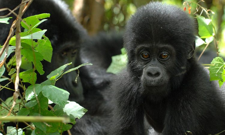 3 Days Bwindi Gorilla trekking safari