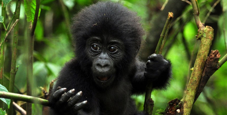 Guide to Gorilla Trekking (FAQs)