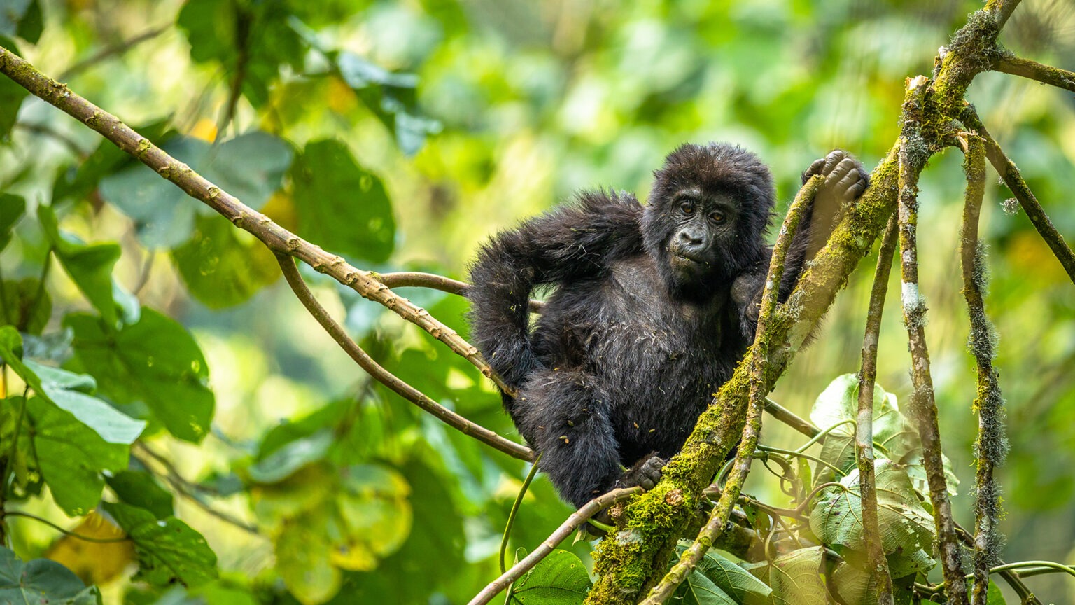 5 Days Uganda gorilla Trekking and Chimpanzee trekking safari