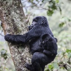 3-Day-Gorilla-Trekking-Uganda-from-Kigal