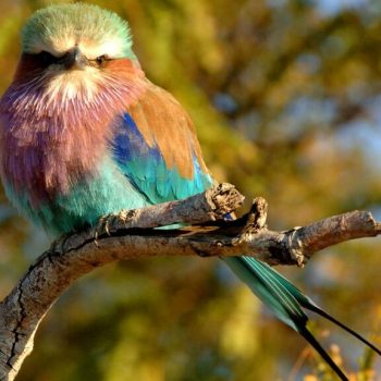birding-lilac-breasted-roller-kidepo-e1631224860920-1024x576