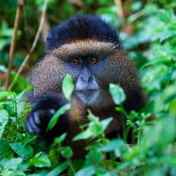 golden-monkeys-rwanda